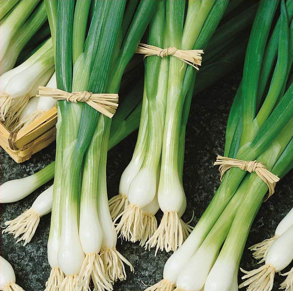 Bajkal Welsh Onion Seeds - Vegetable Seeds for sale online - Vegetable ...