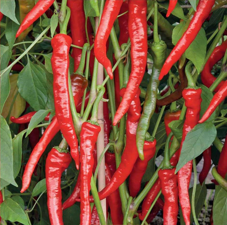 Poseidon Chili Pepper Seeds - Vegetable Seeds for sale online ...