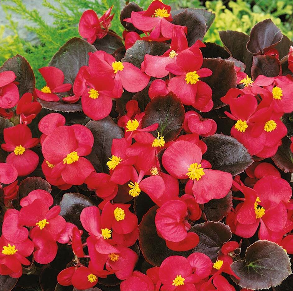 Broumov H Begonia Seeds - Flower Seeds for sale online - Flower Seeds ...