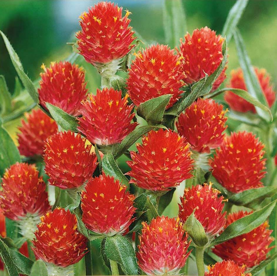 Strawbery Fields Gomphrena Seeds Flower Seeds for sale online