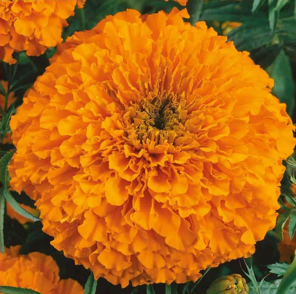 Calando Orange African Marigold Seeds - Marigold Seeds For Sale Online 