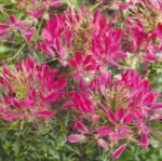 Cherry Queen Spider Flower Seeds