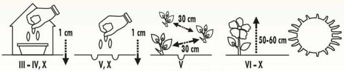 Unicum White China Aster Seeds - Image 2