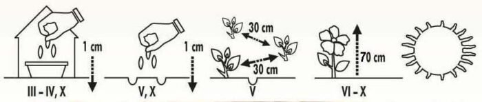 Bouquet Powderpuffs China Aster Seeds - Image 2