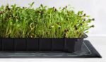 Seedling Heat Mat W 25.4cm x L 50.8cm (10 x 20 inch) - Image 4