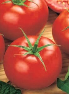 ACE 55 VF Organic Tomato Seeds