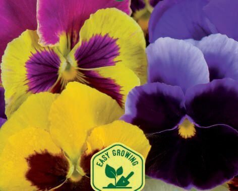 Aalmster Giants Pansy Seeds Aalmster Giants Pansy Seeds