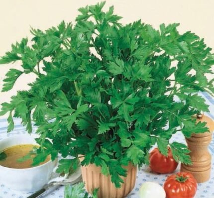 Afina Celery Seeds