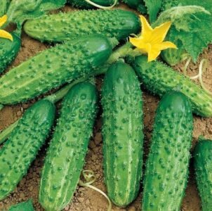 Aladyn H Gherkin Cucumber Seeds