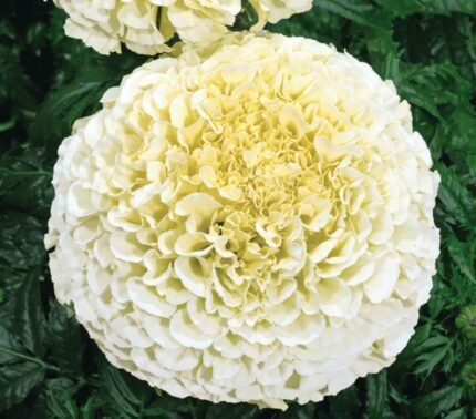 Albatros African Marigold Seeds