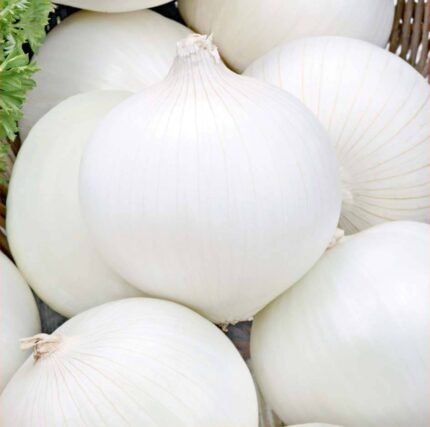 Albienka Onion Seeds