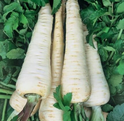 Albion H Parsnip Seeds