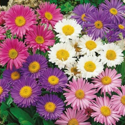 Alpine Aster Mix Seeds