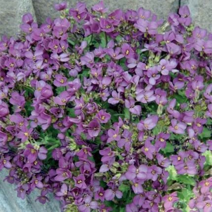 Alpine Rockcress Seeds