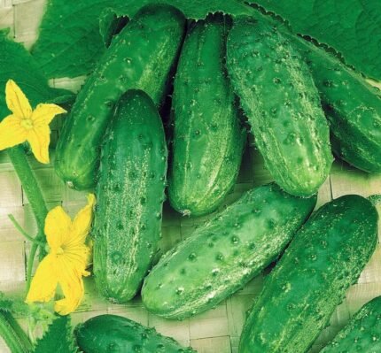 Altaj H Gherkin Cucumber Seeds