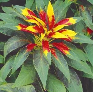 Amarath Perfecta Flower Seeds