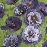 Amazing Grey Common Poppy Seeds