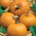 Amazonka Pumpkin Seeds