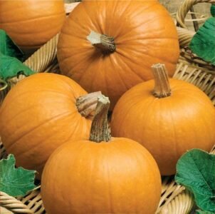 Amazonka Pumpkin Seeds