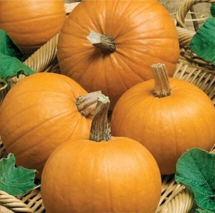 Amazonka Pumpkin Seeds