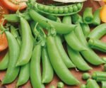 Ambrosia Sugar Pea Seeds