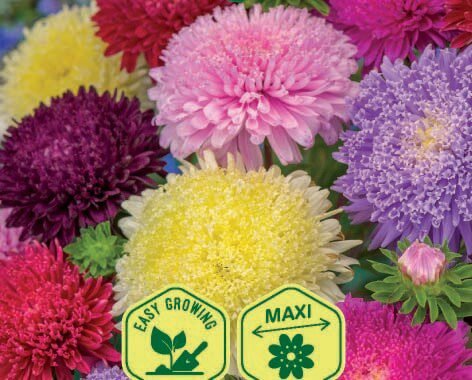 American Branching China Aster Mix Seeds American Branching China Aster Mix Seeds