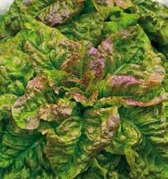 Americanischer Brauner Lettuce Seeds