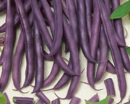 Amethyst Dwarf French Bean Seeds
