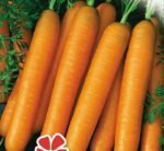 Amsterdam 2 Carrot Seeds