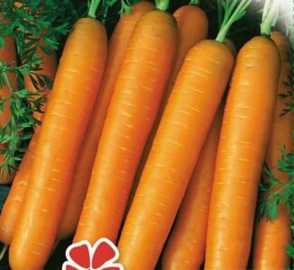 Amsterdam 2 Carrot Seeds