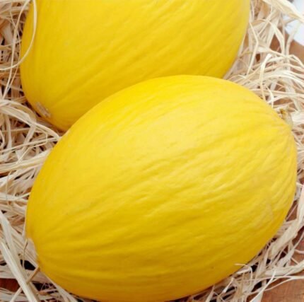 Ananas Melon Seeds