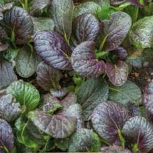 Arax Chinese Cabbage Seeds