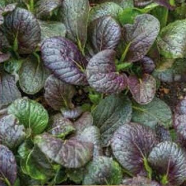 Arax Chinese Cabbage Seeds