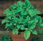 Aromatico Della Riviena Ligure Organic Sweet Basil Seeds