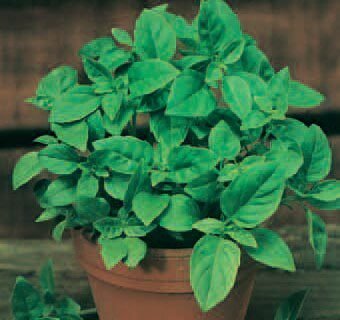 Aromatico Della Riviena Ligure Organic Sweet Basil Seeds