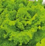 Australische Gele Lettuce Seeds