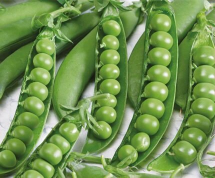 Avola Wrinkled Pea Seeds