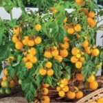 Balconi Yellow H Tomato Seeds