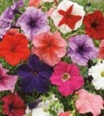 Balcony Petunia Seeds