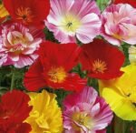 Ballerina Californian Poppy Seeds