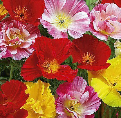 Ballerina Californian Poppy Seeds