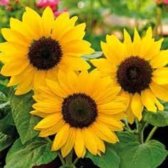 Bambino Decorative Sunflower Seeds
