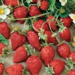 Baron Solemacher Wild Strawberry Seeds