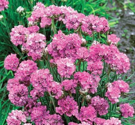 Beach Thrift Seeds