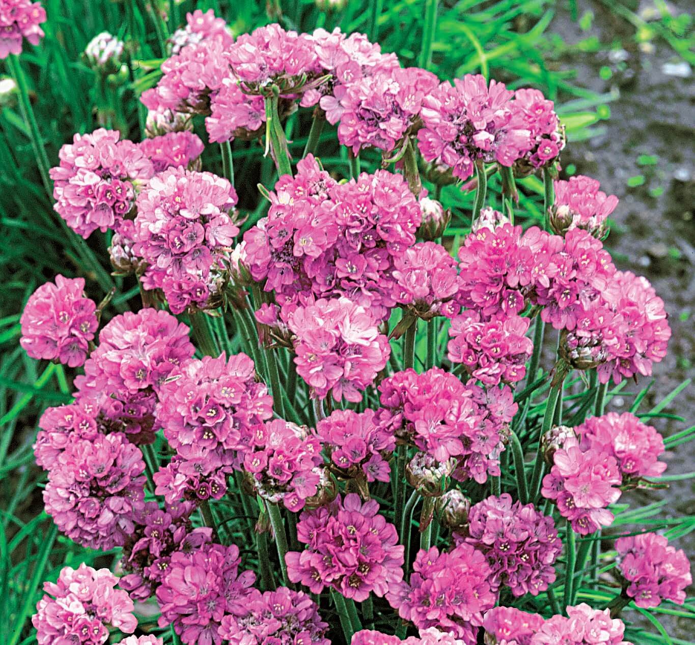 Beach Thrift Seeds Beach Thrift Seeds