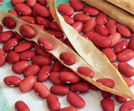 Bean seeds