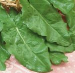 Belleville Sorrel Seeds