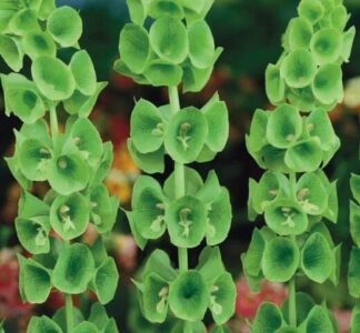 Bells Of Ireland Flower Seeds