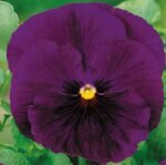 Bergwacht Pansy Seeds