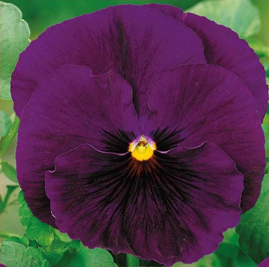 Bergwacht Pansy Seeds Bergwacht Pansy Seeds